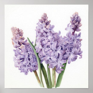 Poster de Arte Flor de lavanda Hyacinne