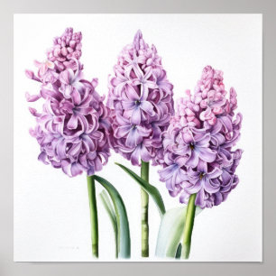 Poster de Arte Flor de lavanda Hyacinne