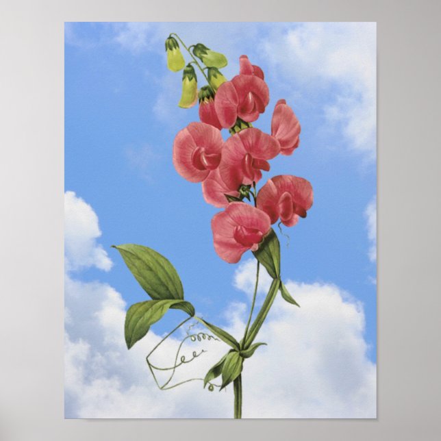 Poster de Arte Floral de Ervilha Rosa (Frente)