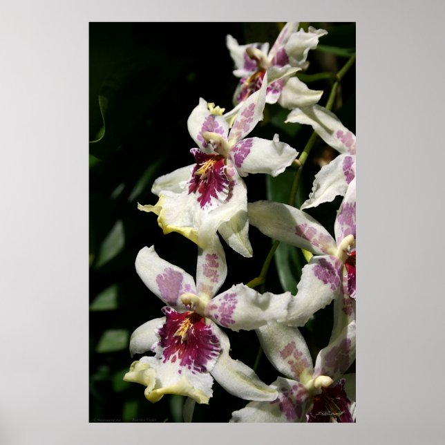 Poster de Arte Orquídea Beallara - 40x60 - outros  (Frente)