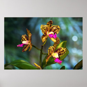Poster de Arte Orquídea Cattleya - 60x40 - ou meno
