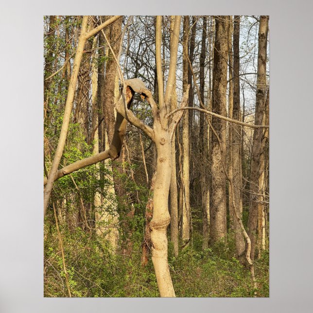 Poster de Árvore de Ângulo (Frente)