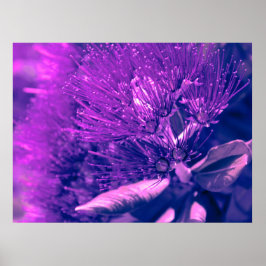 Poster de Árvore de Pohutukawa