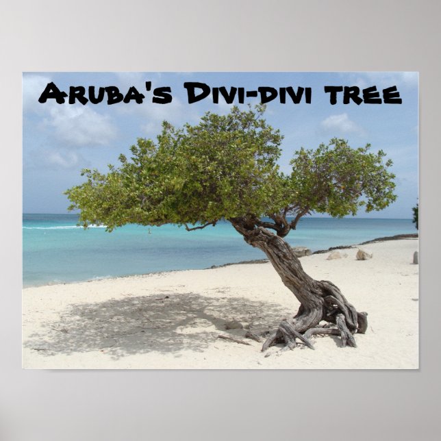 Poster de árvore Divi-divi de Aruba (Frente)