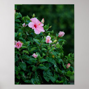Poster de Árvore Flor de Hibiscus Rosa