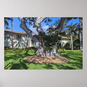 Poster de Árvore Picturesca