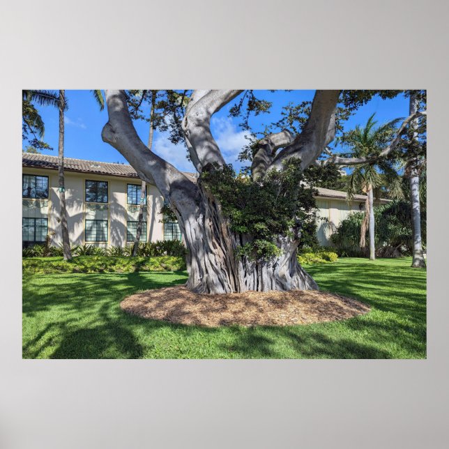 Poster de Árvore Picturesca (Frente)