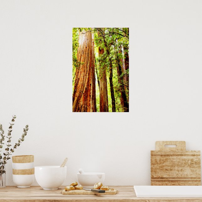Poster de Árvores de Sequoia Sunny (Glossy) (Cozinha)