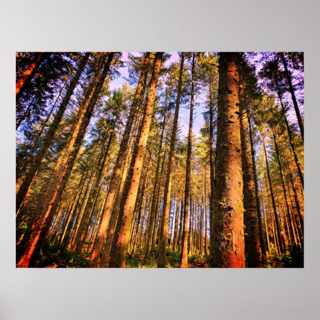 Poster de árvores florestais (Frente)