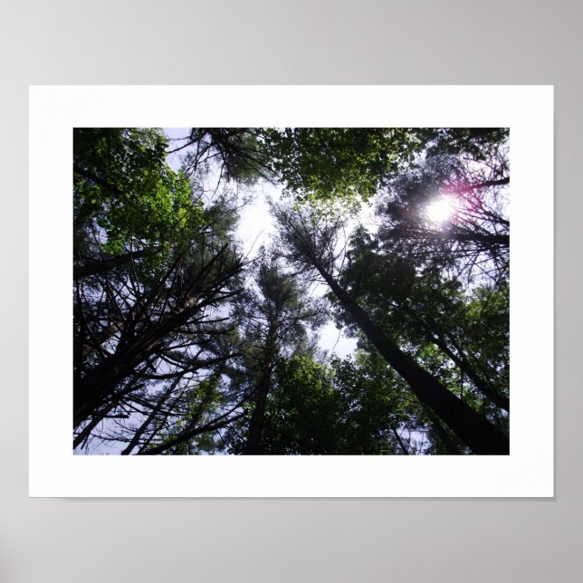 Poster de árvores numa floresta. (Frente)