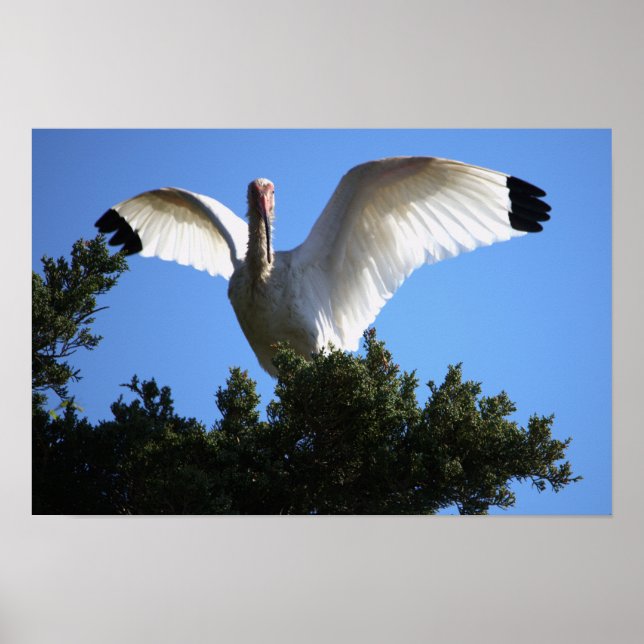 Poster de Asas de Propagação de Ibis Brancos (Frente)
