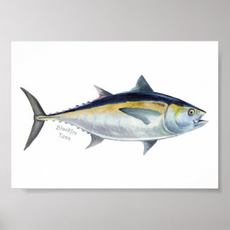 Poster de atum Blackfin.