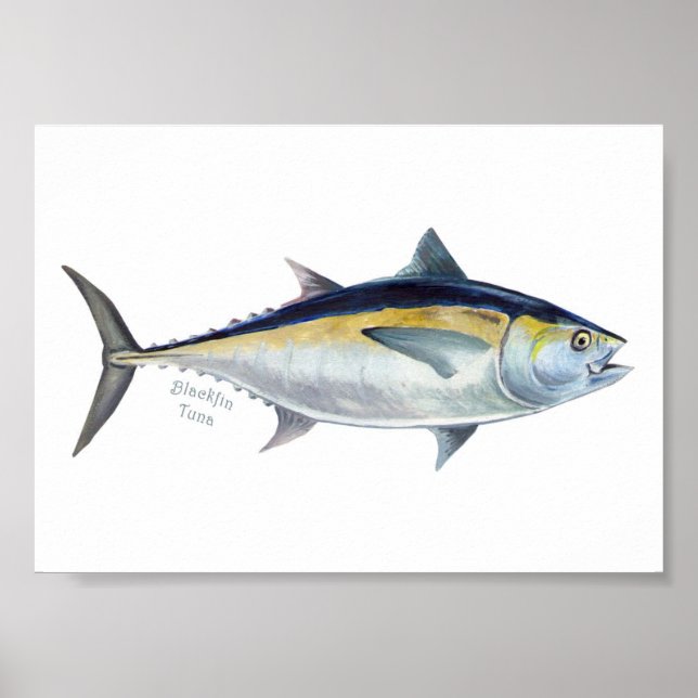 Poster de atum Blackfin. (Frente)