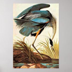 Poster de Audubon do vintage