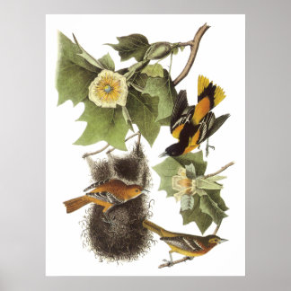Poster de Audubon Oriole