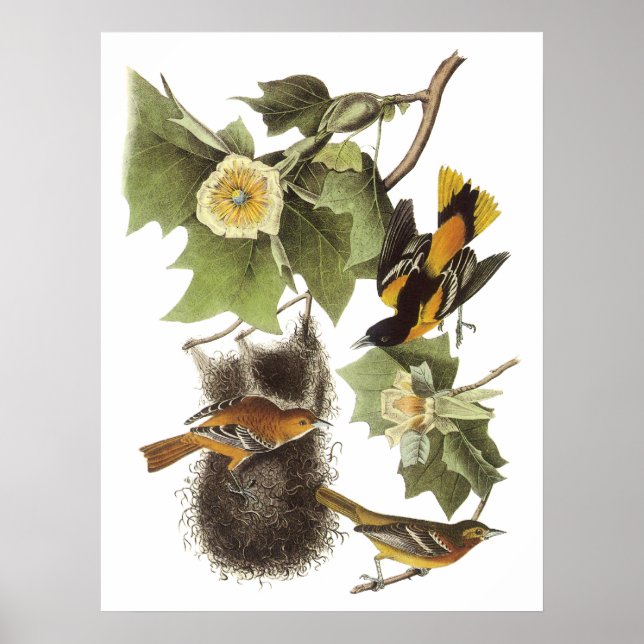 Poster de Audubon Oriole (Frente)