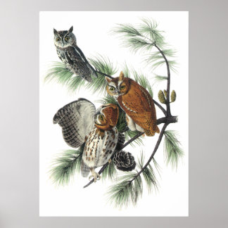 Poster de Audubon Owls