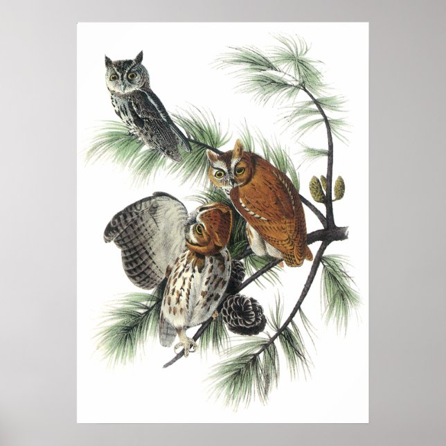 Poster de Audubon Owls (Frente)