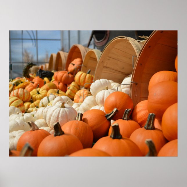 Poster de Autumn Pumpkins (Frente)