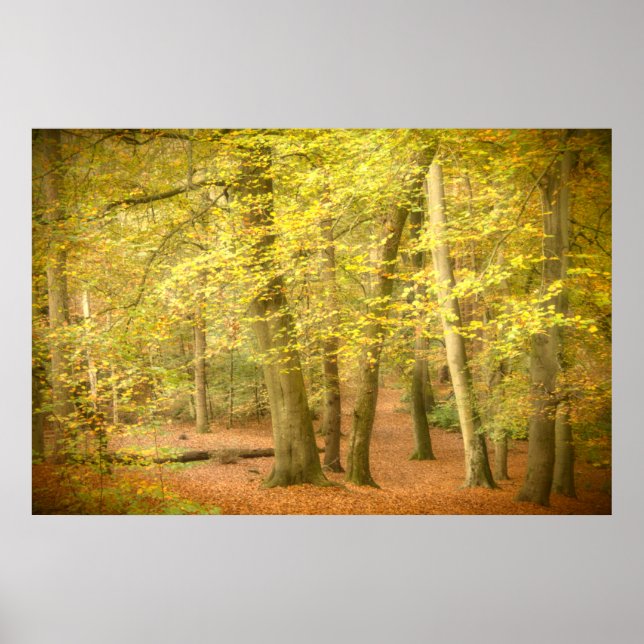 Poster de Autumn Woodland (4364) (Frente)
