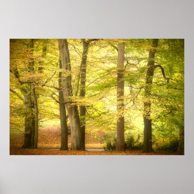 Poster de Autumn Woodland (4391) (Frente)