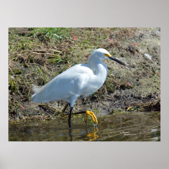 Poster de ave Egret branco gracioso (Frente)