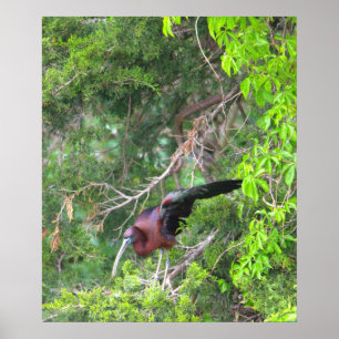 Poster de Ave Ibis brilhante
