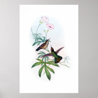 Poster de aves