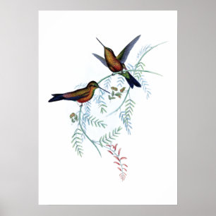 Poster de aves