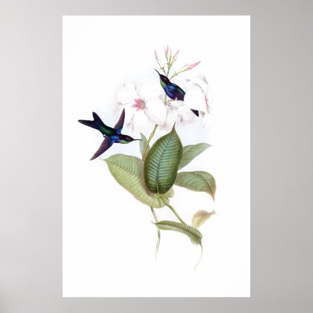 Poster de aves (Frente)