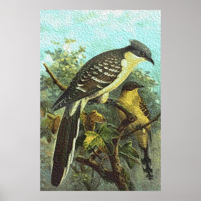 Poster de Aves Cuckoo excelente (Frente)