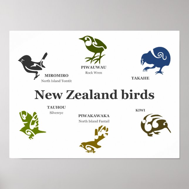 Poster de Aves da Nova Zelândia (Frente)