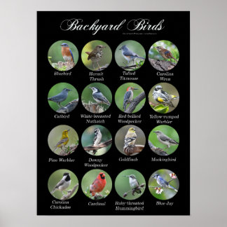 Poster de aves do quintal