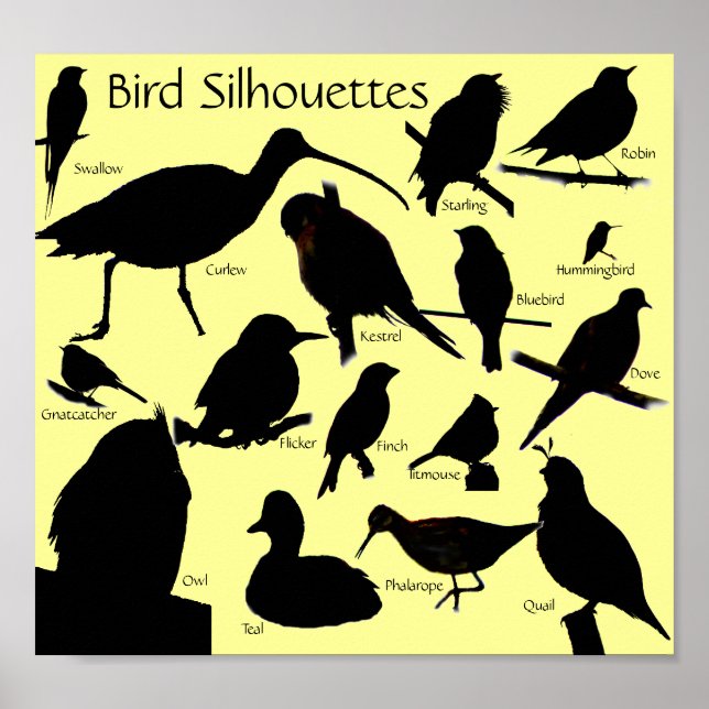 Poster de aves Silhouettes (16) (Frente)