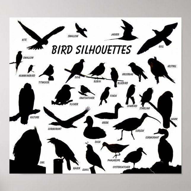 Poster de aves Silhouettes (29) (Frente)