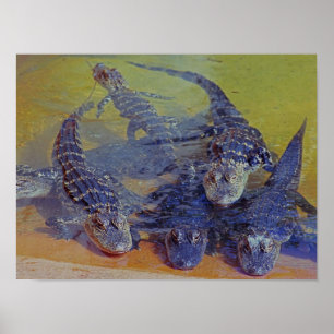 Poster de Baby Gators