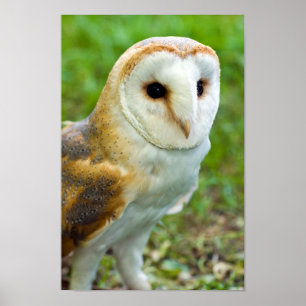 Poster de Barn Owl