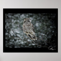 Poster de Barred Owl, tempestade de neve