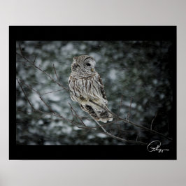 Poster de Barred Owl, tempestade de neve