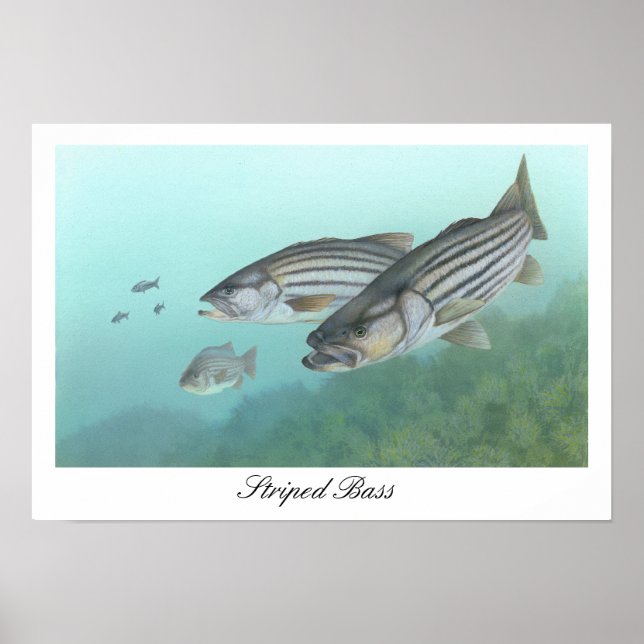 Poster de Bass Striped (Frente)