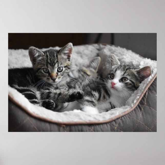 poster de bebês gatinhos (Frente)