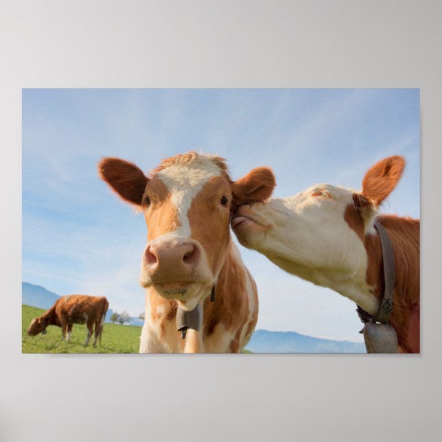 Poster de Beijar vacas (Frente)