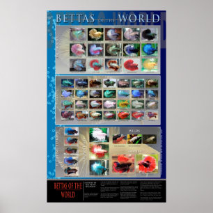 Poster de Betta