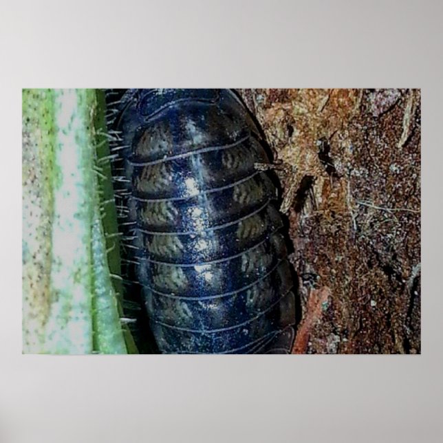 Poster de Bicho-de-conta (foto) (Frente)