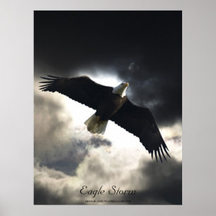 Poster de Bird da águia careca