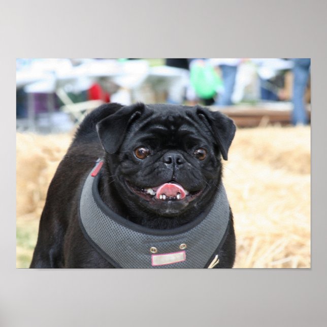 Poster de Black Pug (Frente)