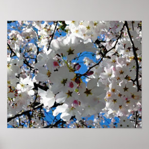 Poster de Blossoms Feliz