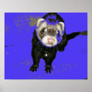 Poster de Blueberry Jam Ferret
