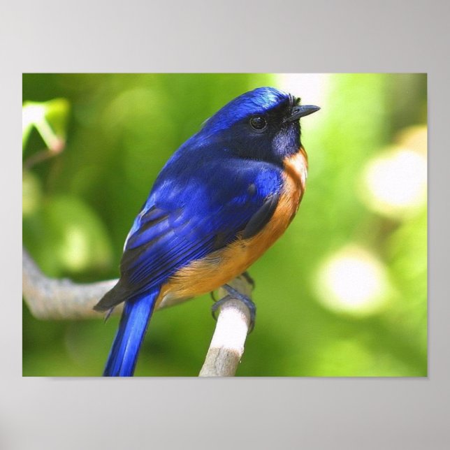 Poster de Bluebird (Frente)