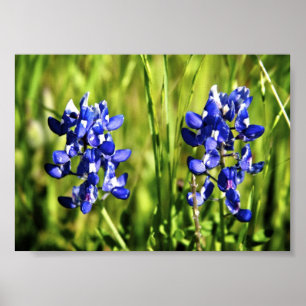 Poster de Bluebonnets